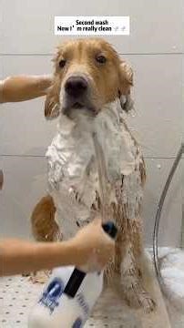 My dog's bath routine ❤️#asmr #satisfying #goldenretriever #dog #skincare