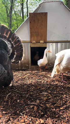 5/8/26🦆 Kevin was banished to live with the goats and turkeys about 2 months ago because he keeps trying to breed the geese and bully them. He’s problematic but we still love him. Honestly it isn’t all his fault. Kevin was raised by geese and probably still thinks he’s a goose. #ducks #farmanimals #homestead