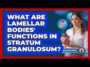 What Are Lamellar Bodies' Functions In Stratum Granulosum?