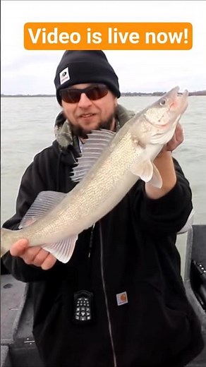 Lake Erie Spring Walleye. #fishing #walleyefishing #walleye #lakeeriewalleye