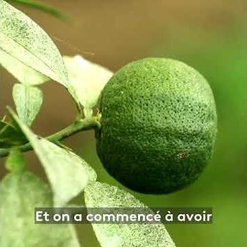 Le goût des rencontres - extrait : Tout savoir sur le yuzu