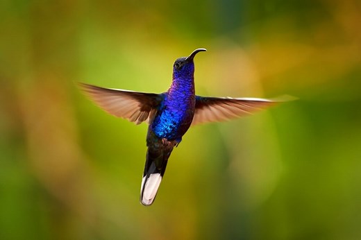 Can Hummingbirds Fly Backwards? (Explained)