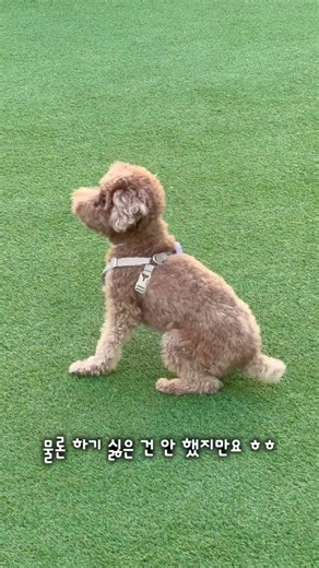 푸딩이 행복 MAX 찍은 날, 그 이유는??
