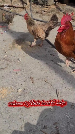 Contact number 9856002125/9846015100 ★ Attached & Non-attached Room ★ Indoor & Outdoor Catering Services ★ Conference Hall and Free Wi-Fi Services ★ Well Parking Facility ★ Ticket available of Motorboat to Setibeni ★ Ticket and bus booking from Mirmi to Kathmandu ★ Fresh Local Fish of Kaligandaki River#kaligandakigaupalika #mirmee #Atithihotel