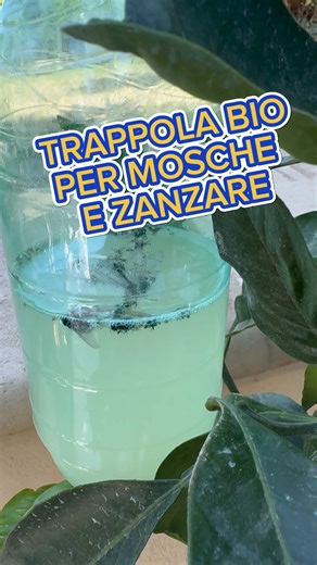 Trappola Bio per mosche e zanzare 🦟 fai da te #mosche #moscerini #zanzare #zanzaratigre #trappolapermosche #trap #rimedidivini #orto #giardino | Rimedi divini