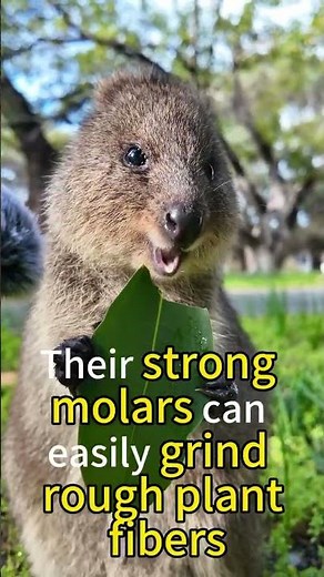 Quokka Eats#foryou #fyp #Quokka #FoodVideos