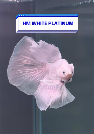 HM White Platinum Betta Fish: Care, Traits, and Breeding Tips