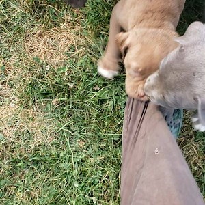 PUPPIES... This is why I don't have nice clothes 🙄. These turds are starting to come alive now so I gotta be quick on my toes.#bulletproofpitbulls #pitbull #shepherd #pups #puppy #puppylove #pits #bully #bulldog #working #dog #dogs #k9 #blue #red #bluenose #rednose #hogdog #obedience #training #boxer #mastiff #pitbulls #pibble #love #care | Bulletproofk9s - Bulletproof Pitbulls