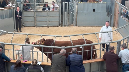 Limousin Bull Sale United Auctions Mart, Stirling Monday 5th May 2025 Lot 229 Anside Uian from Mr & Mrs Irvine Achieves 15,000gns | British Limousin Cattle Society