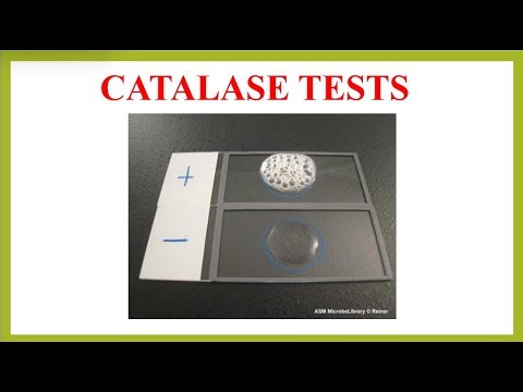 🧪 CATALASE TESTS | MICROBIOLOGY | IN URDU