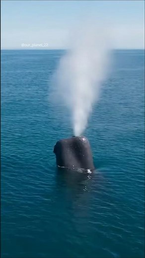The Deepest Dive On Earth - Sperm Whale