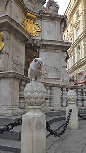 37K views · 13K reactions | Kitty rescue! Vienna edition ✨️ | LorettaBritish Cat | Facebook