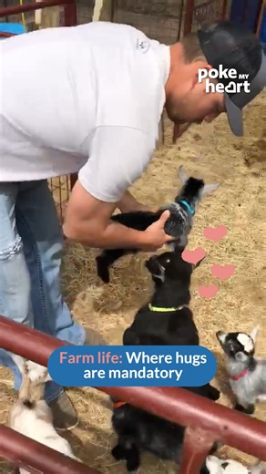 32K views · 607 reactions | Just a man and his fan club of baby goats | Poke My Heart | Facebook