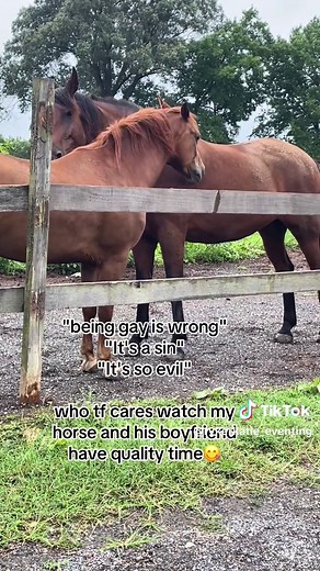Silly Little Gay Horse Enjoys Quality Time