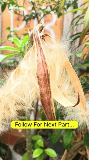 Adenium Boost Trick: Bigger Plant, Bigger Caudex, Bigger Seed Count#shorts