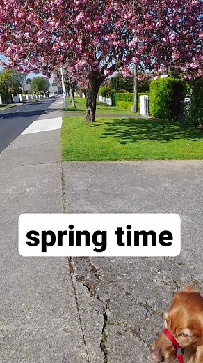 1K views · 87 reactions | springtimeinireland | Marjorie Rodolfo | Facebook