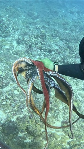 How We Catch Octopus in Hawaii #fishing #spearfishing