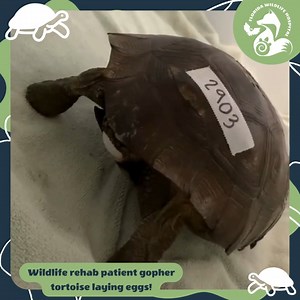 🌿🐢 Witnessing the miracle of life! Staff captured this precious moment of a gopher tortoise laying eggs while in our care. All of her eggs will be placed in a reptile egg specific incubator and checked for viability as they hopefully develop. If they are fertile, they will hatch in 80 to 110 days and we will be able to both rehabilitate mom and also release her babies.🥚🌱 #FloridaWildlifeHospital #WildlifeRehab #WildlifeRehabilitation #KeepWildlifeWild #ILikeTurtles #GopherTortoise #Tortoise 