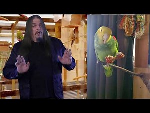 Of Parrots and Chickens