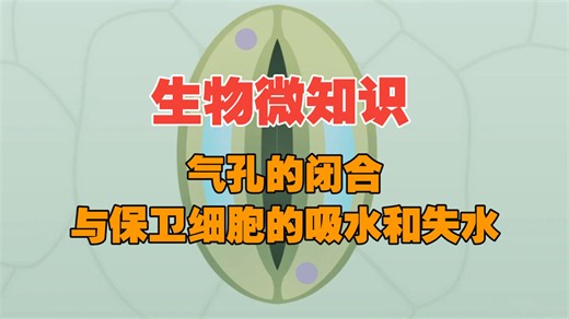生物微知识——气孔的闭合（保卫细胞的吸水和失水）