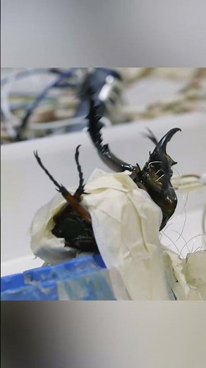 How Cyborg Insects Are Engineered in Labs