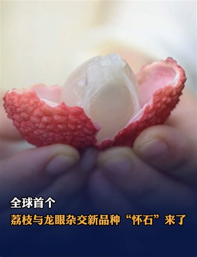 荔枝与龙眼杂交新品种“怀石”来了