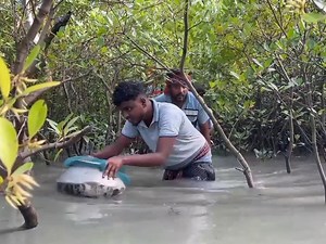 today we are catching_Sundarban river crabs!!! #rainydays #rain #rainynight #Sundarbans #wildlifeofsundarbans | WILD LIFE of Sundarban