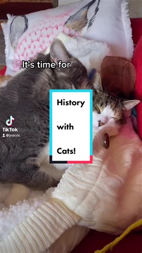 Don’t take history lessons from the Baby Boo #history #catsoftiktok #fyp #foryou #historylesson