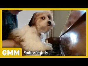 Pets Play Instruments | TEACH YOUR OLD DOG A NEW TRICK