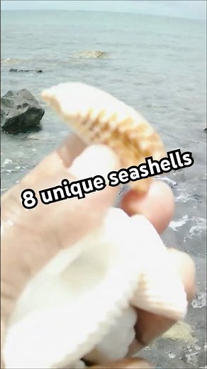 8 Unique Seashells You’ll Love