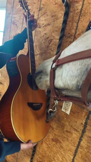 Jasmine is looking for band members please submit applications below