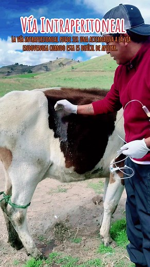 Cuidados y Ecografía para Vacas en Ganadería