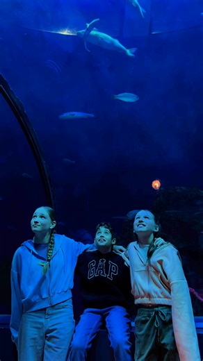 Découvrez notre forfait JARO Aquarium : séjour à l’hôtel et accès pour toute la famille à l’Aquarium du Québec . 🥰🐠 | Les Hôtels JARO