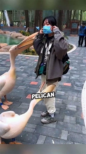 Hungry Pelican Tries to Eat Anything #shorts