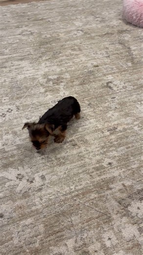 Yorkshire Terrier - Yorkie puppy for sale