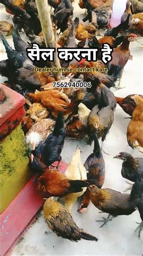 Sonalie Chicken: The Most Anticipated Poultry Sale