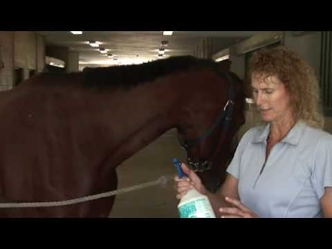 How to Keep Flies Off Horses