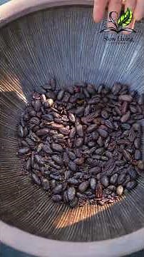 The Full Bean-to-Bar Chocolate Process | From Cacao Pod to Homemade Bar #asmr #slowliving #beantobar