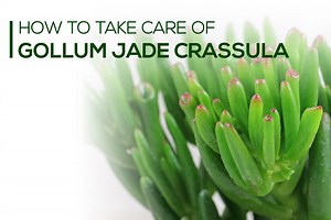 How to Grow and Take Care of Gollum Jade Plant