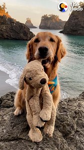 3.9M views · 95K reactions | Dog insists on bringing his lookalike toy on hikes — watch what his mom does when she realizes they left the toy on a hike and drove 90 minutes | The Dodo | Facebook