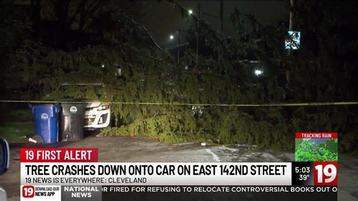 Tree falls on car on Cleveland's East Side