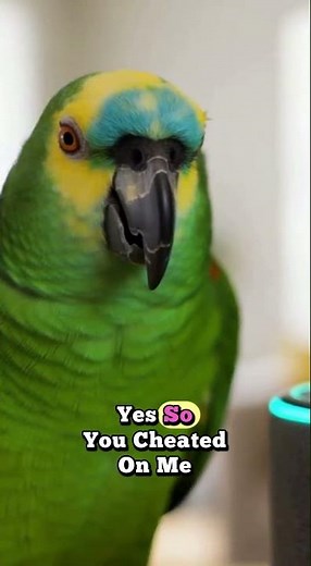 Parrot Finds Out Alexa is Secretly Collaborating… Hilarious!