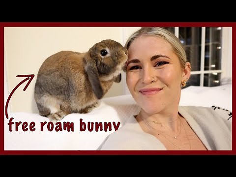 What Life with a Rabbit is REALLY Like