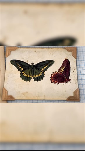 What happened to this butterfly that vanished forever?