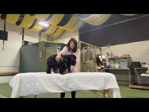 Canine Massage Therapy Demo on Dash at the RCCMT