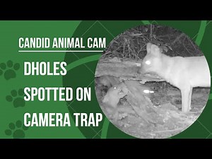 What is a dhole? Asia's wild dog | Candid Animal Cam