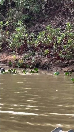 River Wolves Unite: Giant Otters Chase Away a Jaguar in the Pantanal
