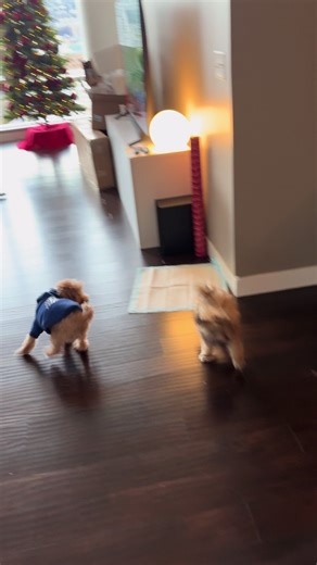 @Rockie 🐾 and teddy playing, first time #christmas #meetup #fyp