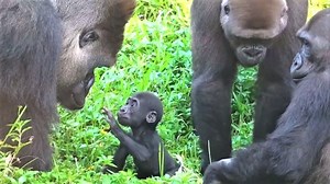 1.3M views · 103K reactions | Heart warming touch, Sweet gorilla family stay around giving love to gorilla Ringo, Look so gorgeous reaction gorilla family doing. | Cool Animal | Facebook