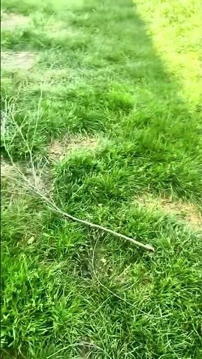 The Pros and Cons of River Birch Trees: What You Need to Know #riverbirch #landscaping #gardeningtip